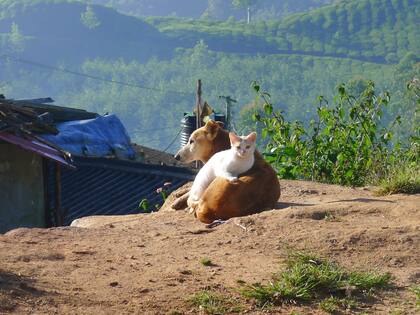Una cohabitación armoniosa depende, por lo general, más del perro que del gato