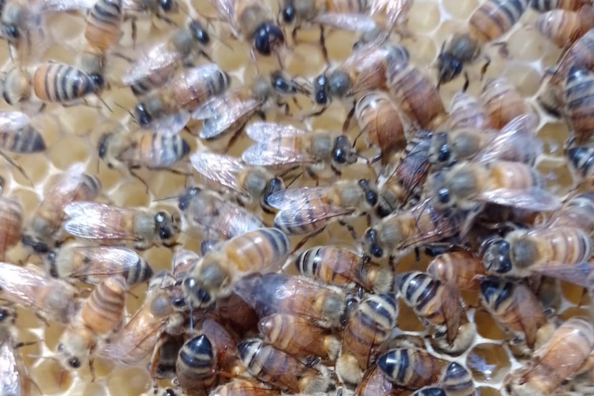 Una colmena en el campo del productor Rubén Montero