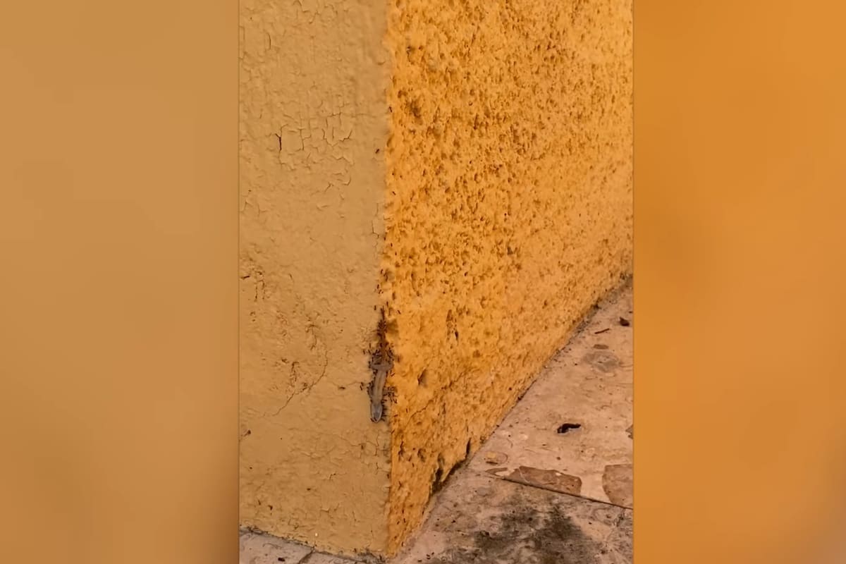 Una colonia de hormigas trabaja en equipo para trasladar el cadáver de un lagarto