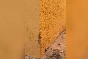 Una colonia de hormigas trabaja en equipo para trasladar el cadáver de un lagarto