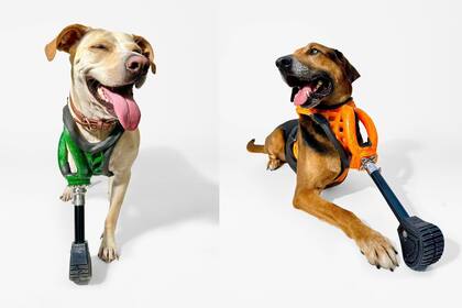 Una compañía llamada 3DPets usa una impresora 3D para crear prótesis para perros y otras mascotas