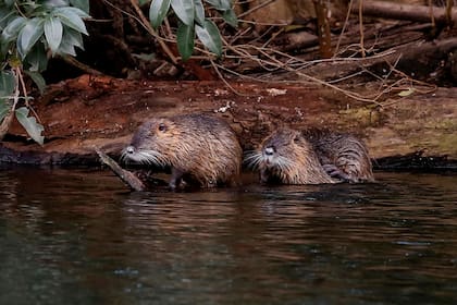 Una comunidad de coipos, una especie de roedor nativo de la Argentina, habita en las islas de los lagos de Regatas, en Palermo