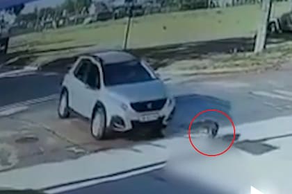 Una conductora atropelló y mató a un perro en una maniobra que pudo haber evitado