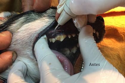Una consulta con tu veterinario determinará si tu perro requiere de una profilaxis