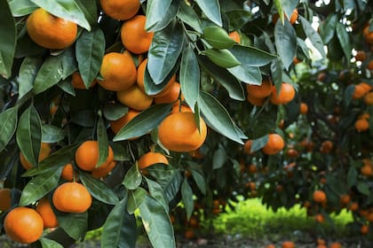 La falta de trabajadores rurales ocasionó que producciones como la cereza, las frutas de carozo, el ajo, el tabaco, la vid, los cítricos, las pomáceas, el té y el olivo, entre otras.