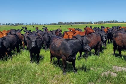 Una correcta planificación forrajera es clave para evitar anestro, mejorar la preñez y aumentar la producción de carne por hectárea