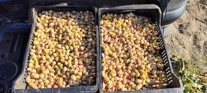 Una cosecha de pistacho en la Argentina