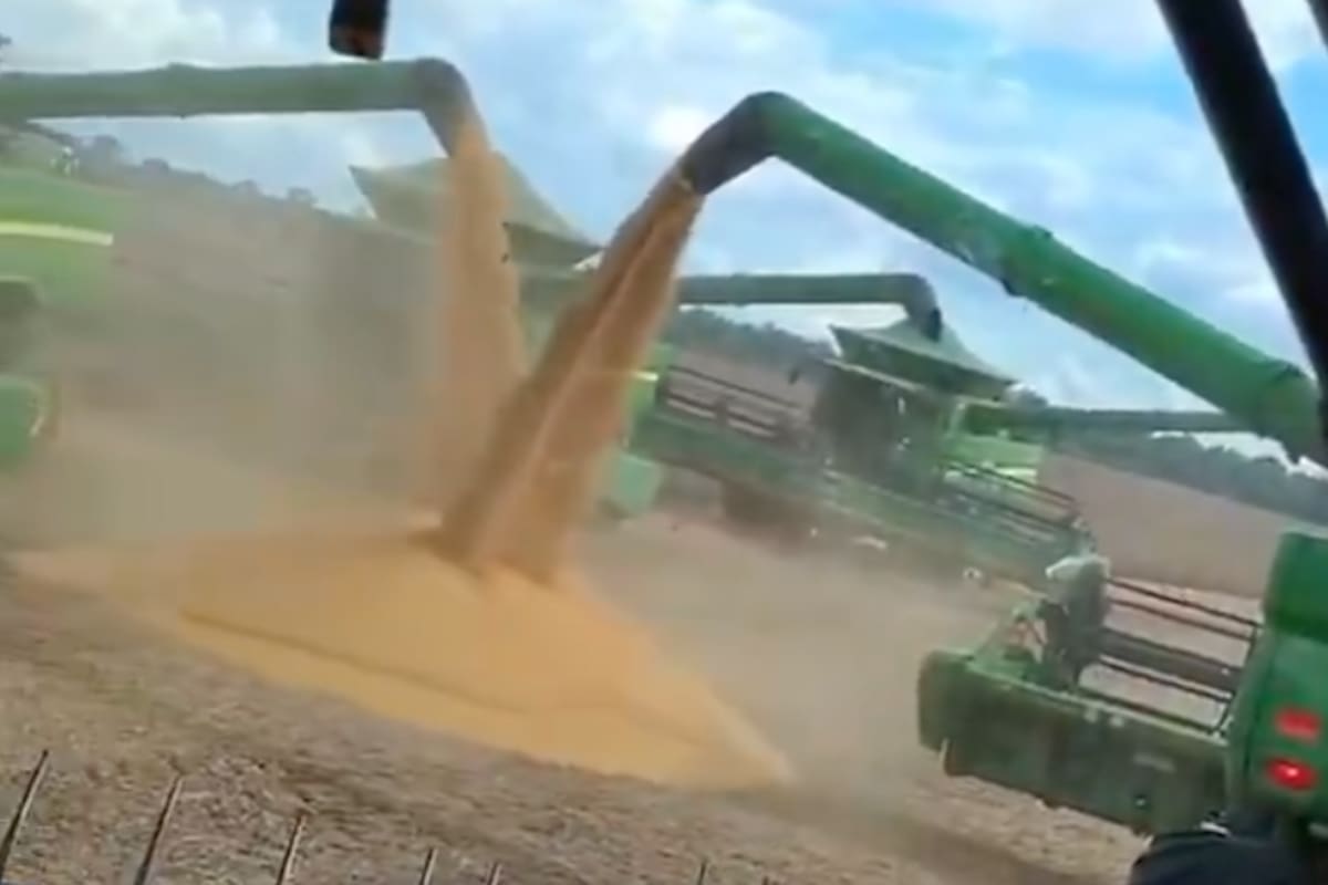 Una cosechadora descarga soja recién trillada; la escena inusual muestra cómo el grano se acumula en el campo ante la imposibilidad de trasladarlo o almacenarlo