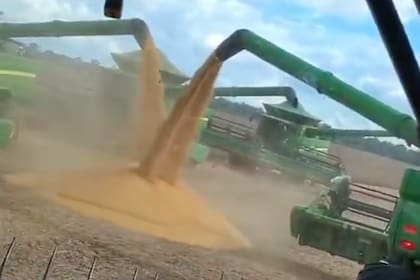Una cosechadora descarga soja recién trillada; la escena inusual muestra cómo el grano se acumula en el campo ante la imposibilidad de trasladarlo o almacenarlo