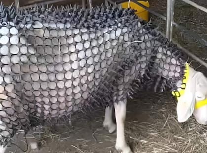 Una cota de malla de plástico para proteger las ovejas contra el lobo