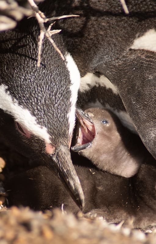 Cría de pingüino de Magallanes con su madre