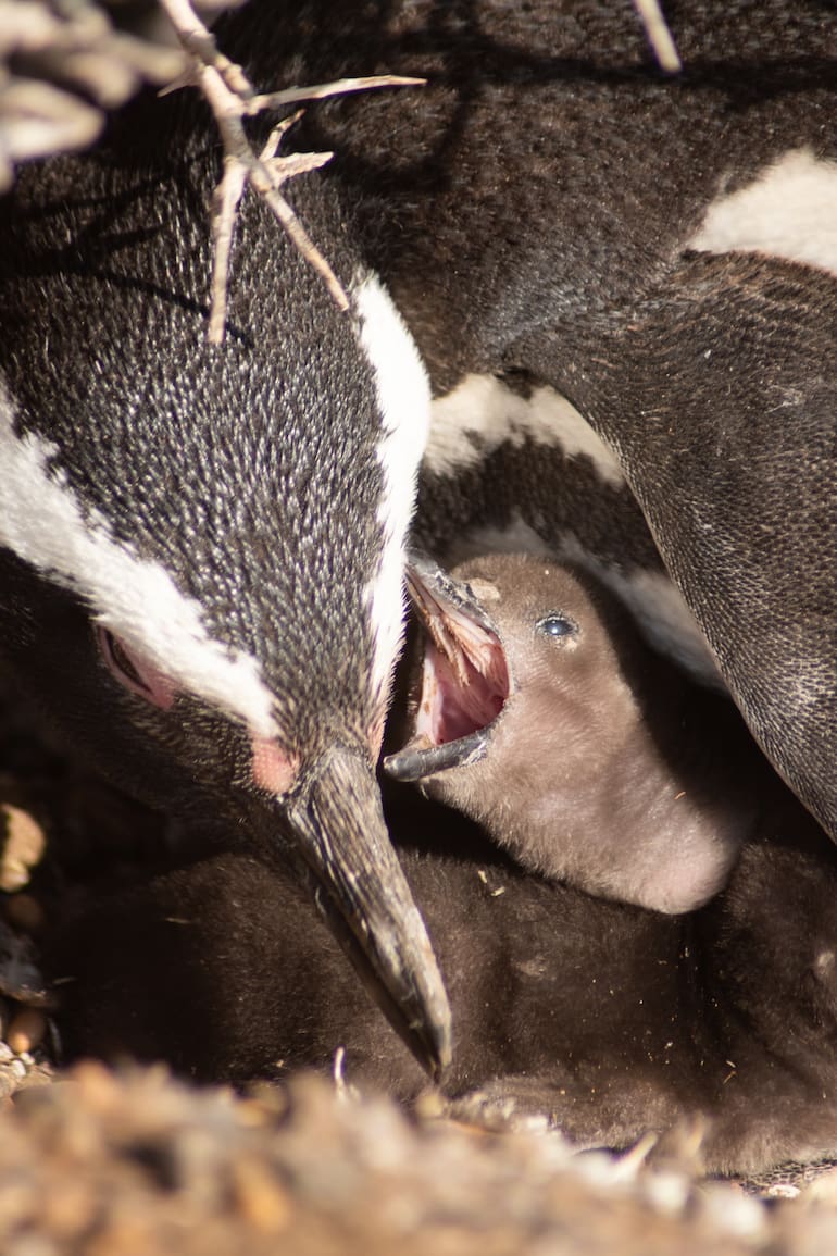 Cría de pingüino de Magallanes con su madre