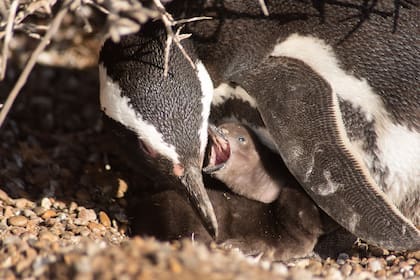 Cría de pingüino de Magallanes con su madre