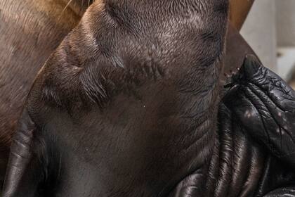 Una cría de león marino hace acrobacias de gimnasia rítmica en el estado de Washington