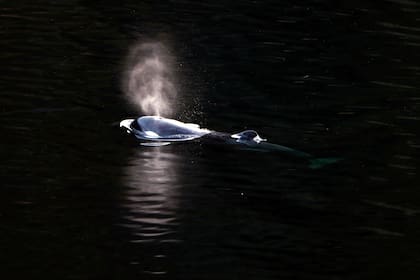 Una cría de orca de dos años nada en Little Espinosa Inlet, cerca de Zeballos, Columbia Británica, el viernes 19 de abril de 2024. (Chad Hipolito/The Canadian Press via AP)