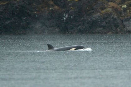 Una cría de orca huérfana, en una laguna cerca de Zeballos, Canadá, el 2 de abril de 2024. (Chad Hipolito/The Canadian Press via AP)