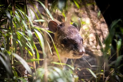 Una cría de tapir, de cuatro kilos, nació el miércoles en el Ecoparque porteño; la especie es considerada vulnerable de extinción y el ejemplar será introducido en su ambiente natural