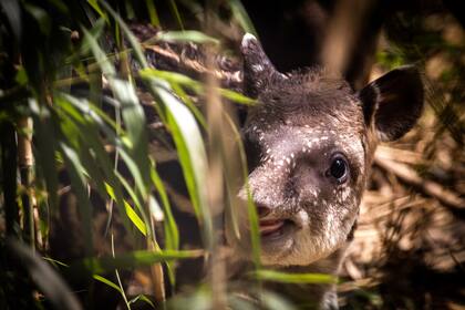 Una cría de tapir, de cuatro kilos, nació el miércoles en el Ecoparque porteño