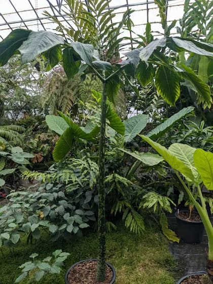 Una cría (mucho más pequeña) de New Reekie en su etapa de hojas