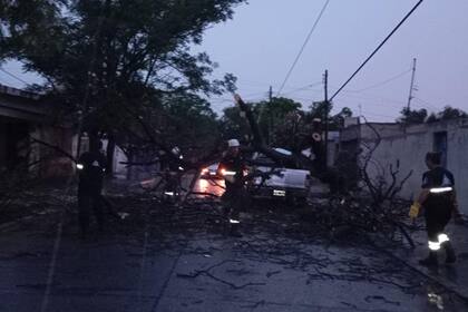 Una cuadrilla trabaja en San Luis para despejar las calles de árboles caídos