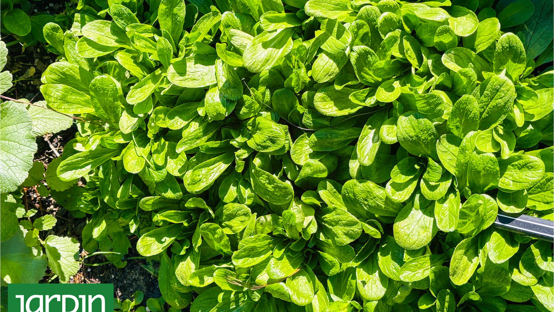 Cultivo en al huerta