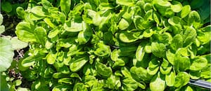 La hoja que casi nadie cultiva en la Argentina y es una de las favoritas de la cocina europea