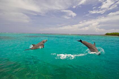 Una danza con delfines, es una de las cosas que ningún turista puede perderse si va a Utila