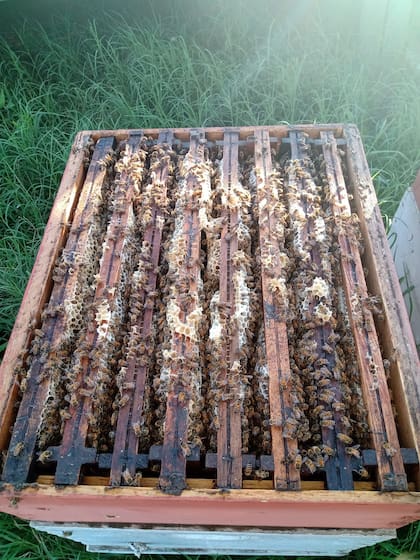Una de las colmenas