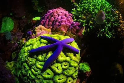 Una de las alrededor de 1.900 especies de estrellas de mar que viven en el fondo marino de todos los océanos del mundo