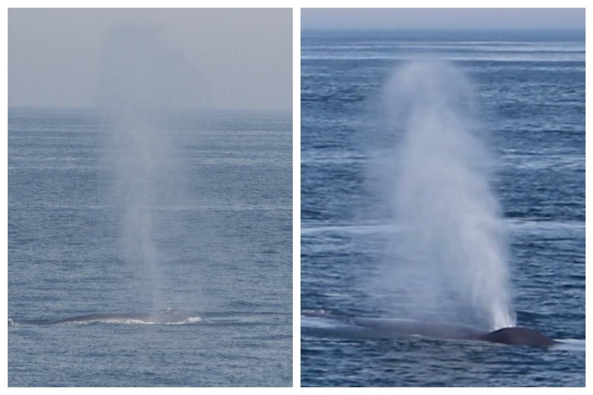 Una de las apariciones de ballena azul en Massachusetts (Facebook/Cape Ann Whale Watch)