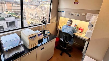 Una de las autoras de la investigación mientras procesa muestras en el laboratorio (Foto: CONICET)
