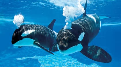 Una de las ballenas asesinas del recinto defecó en el borde de la pileta, la audiencia quedó empapada con el agua contaminada después de que el animal saltara y los salpicara al aterrizar