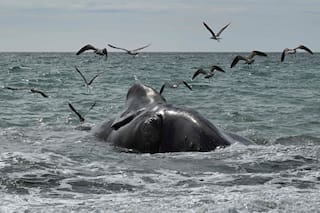Encontraron cinco ballenas muertas en Puerto Madryn en menos de 48 horas