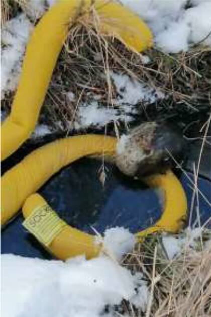 Una de las barreras puestas para detener el avance del derrame de aceite. Un informe interno de YCRT asegura que se contuvo el avance hacia un arroyo.