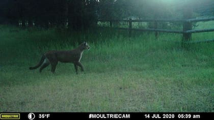 Una de las cámaras trampa capturó a un puma que pasó por el mismo sendero ocho minutos después del paso de la propietaria