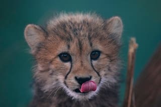 Crías de guepardo del zoológico de Praga están bien después de que su madre enfermó