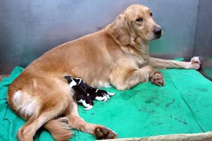 Una de las críticas a la clonación de mascotas es que no es justo para las donantes de óvulos y las madres sustitutas