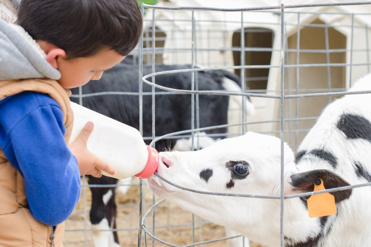 Una de las cuestiones fundamentales con el ternero es que el calostro debería darse en las primeras dos horas de nacido