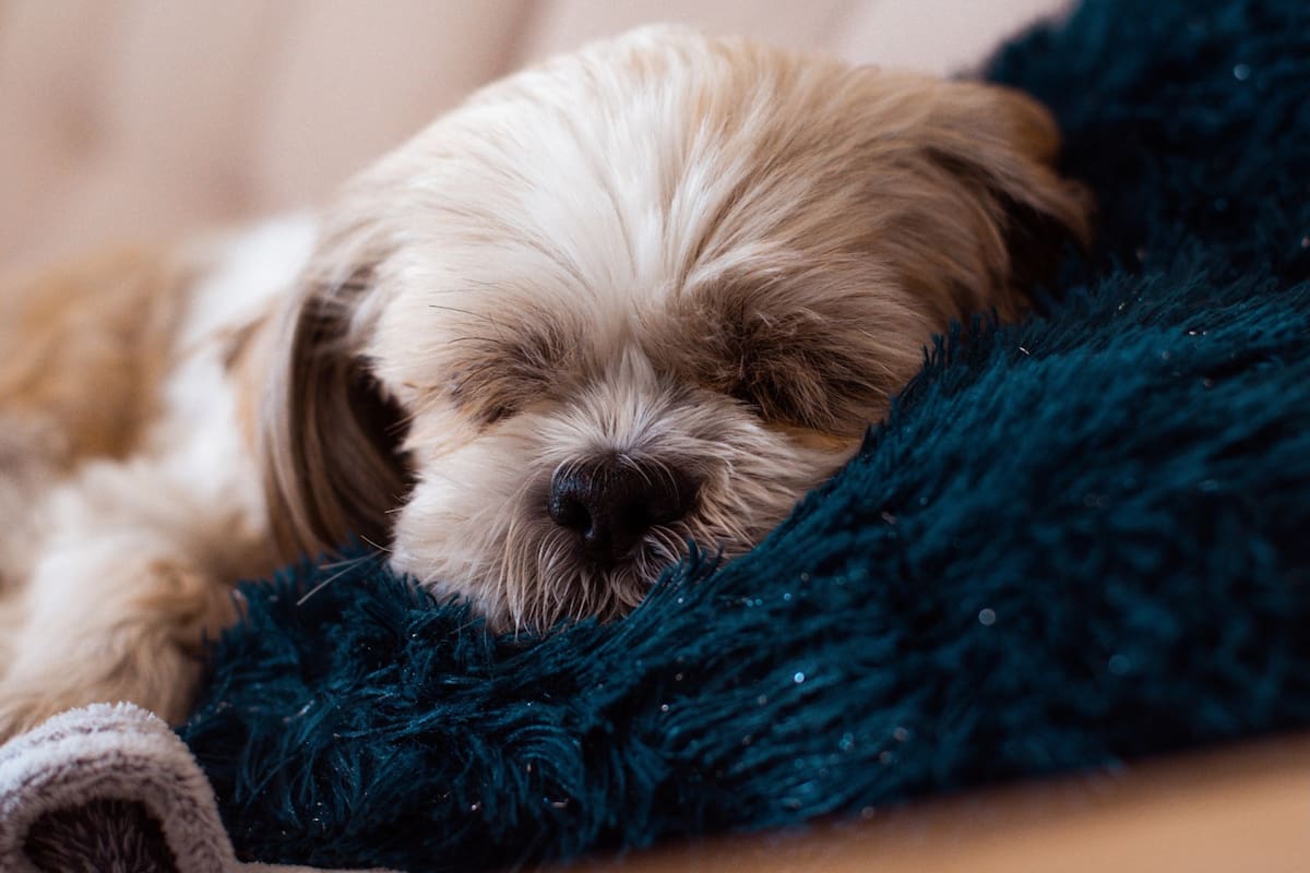 Una de las dudas más frecuentes es dónde deberían dormir los perros cuando hace frío (Foto: Pixabay)