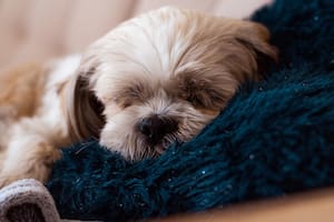 Una de las dudas más frecuentes es dónde deberían dormir los perros cuando hace frío (Foto: Pixabay)