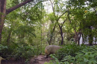 Una pequeña selva en la ciudad con alucinantes plantas nativas