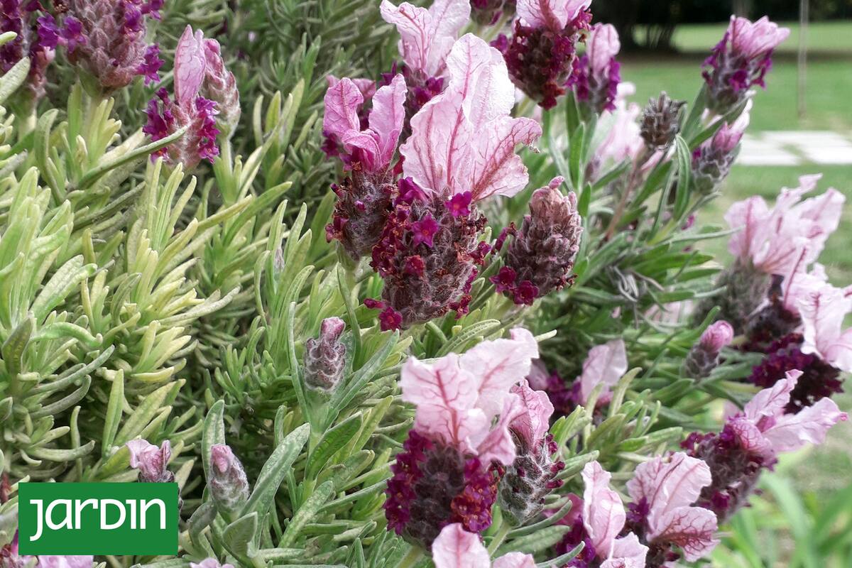 Una de las especie que acumula historia de fracasos en áreas urbanas bonaerenses es la Lavandula stoechas.