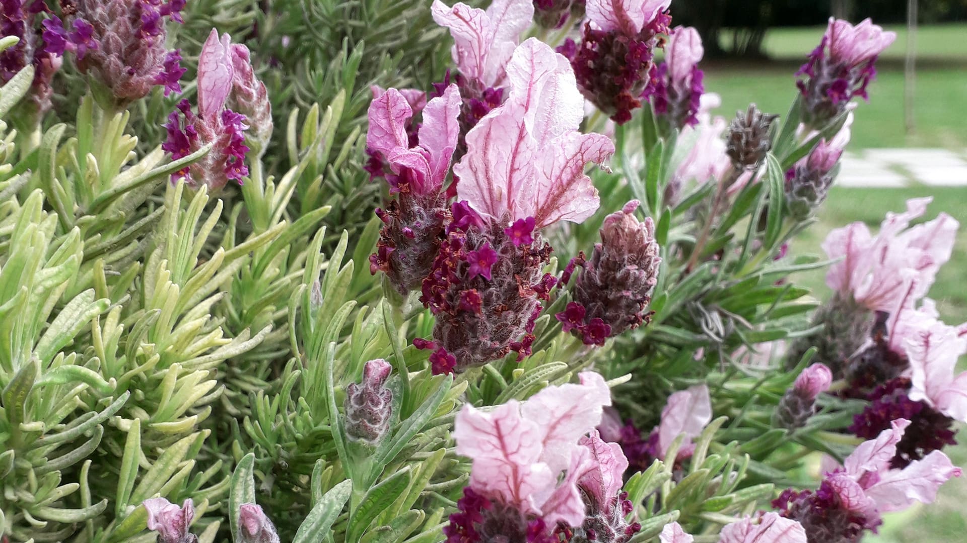 Una de las especie que acumula historia de fracasos en áreas urbanas bonaerenses es la Lavandula stoechas.