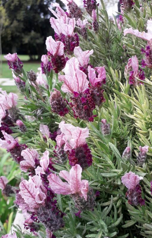 Una de las especie que acumula historia de fracasos en áreas urbanas bonaerenses es la Lavandula stoechas.