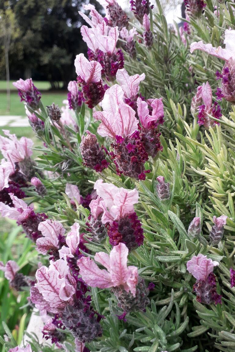 Una de las especie que acumula historia de fracasos en áreas urbanas bonaerenses es la Lavandula stoechas.
