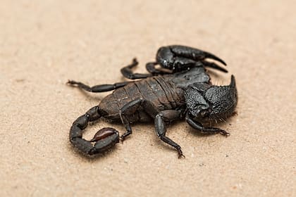 Una de las especies de escorpiones más populares es el escorpión emperador