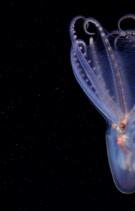 Una de las especies detectadas por la expedición submarina del Conicet en Mar de Plata