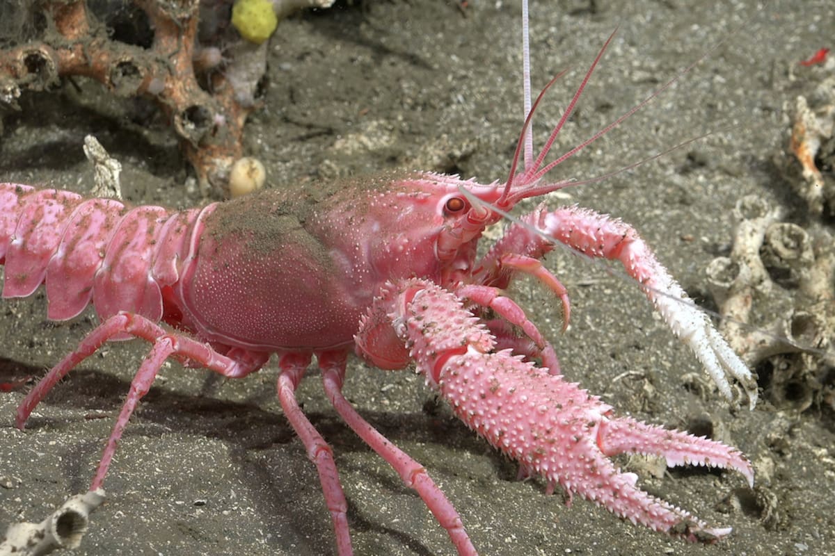 Una de las especies que descubrió la misión