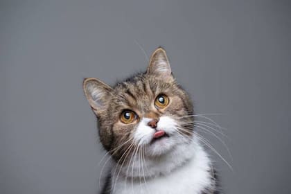 Una de las explicaciones más comunes es que el gato se haya distraído después de acicalarse y olvidó retraer la lengua