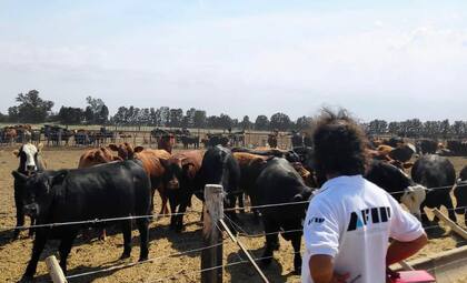 Una de las firmas declaraba actividad de feedlot con 500 cabezas de ganado bovino